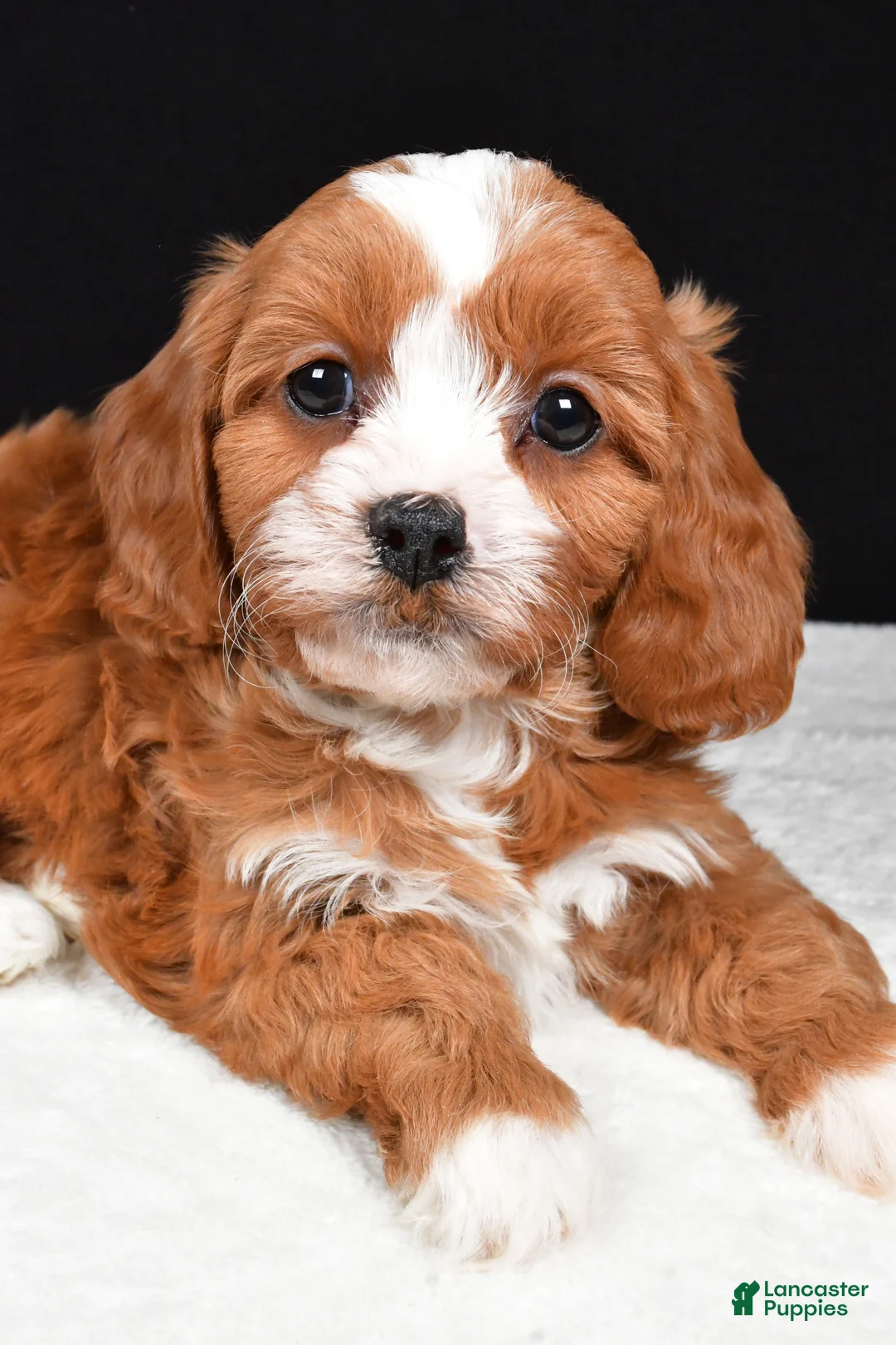 Cavapoo dogs for sale: Kairi - Ad 8