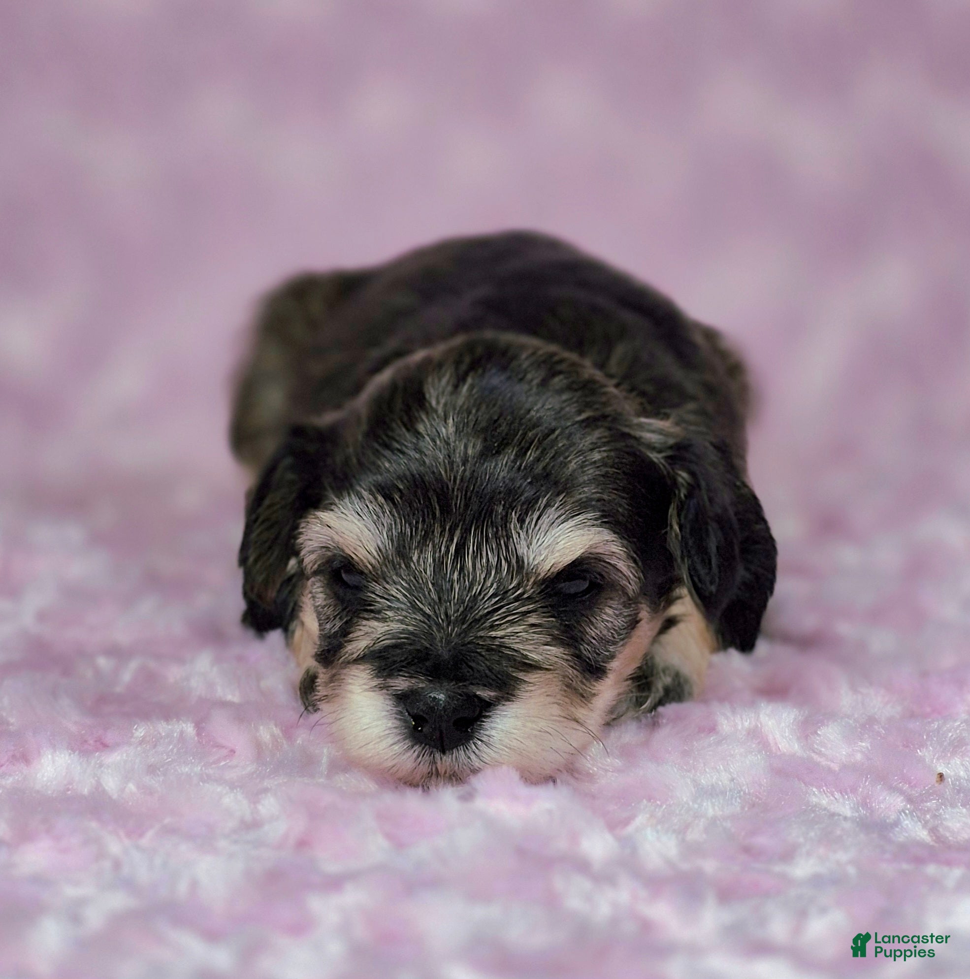 Miniature Schnauzer dogs Mabel - Ad 2