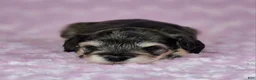 Miniature Schnauzer dogs for sale: Mabel - Ad 2