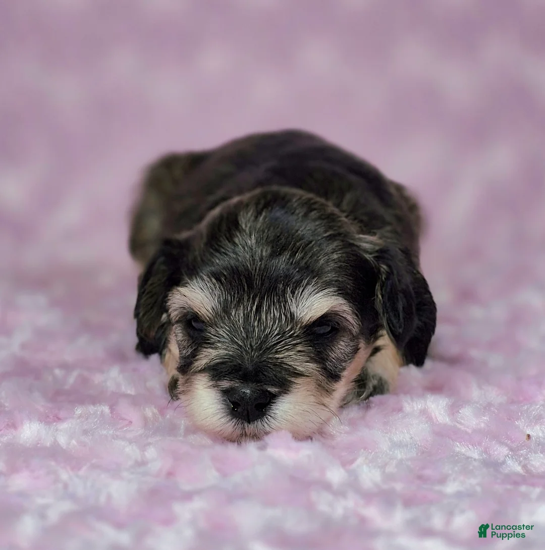 Miniature Schnauzer dogs for sale: Mabel - Ad 2