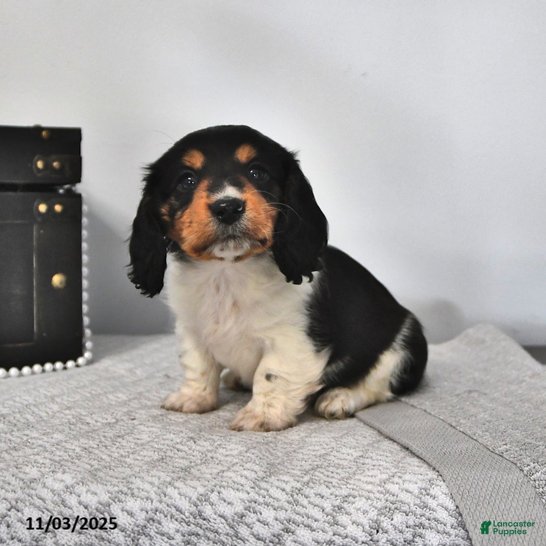 Miniature Dachshund dogs for sale: Gunner - Ad 1