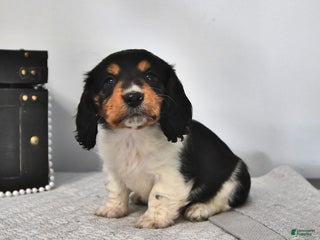 Miniature Dachshund dogs Gunner - Ad 37