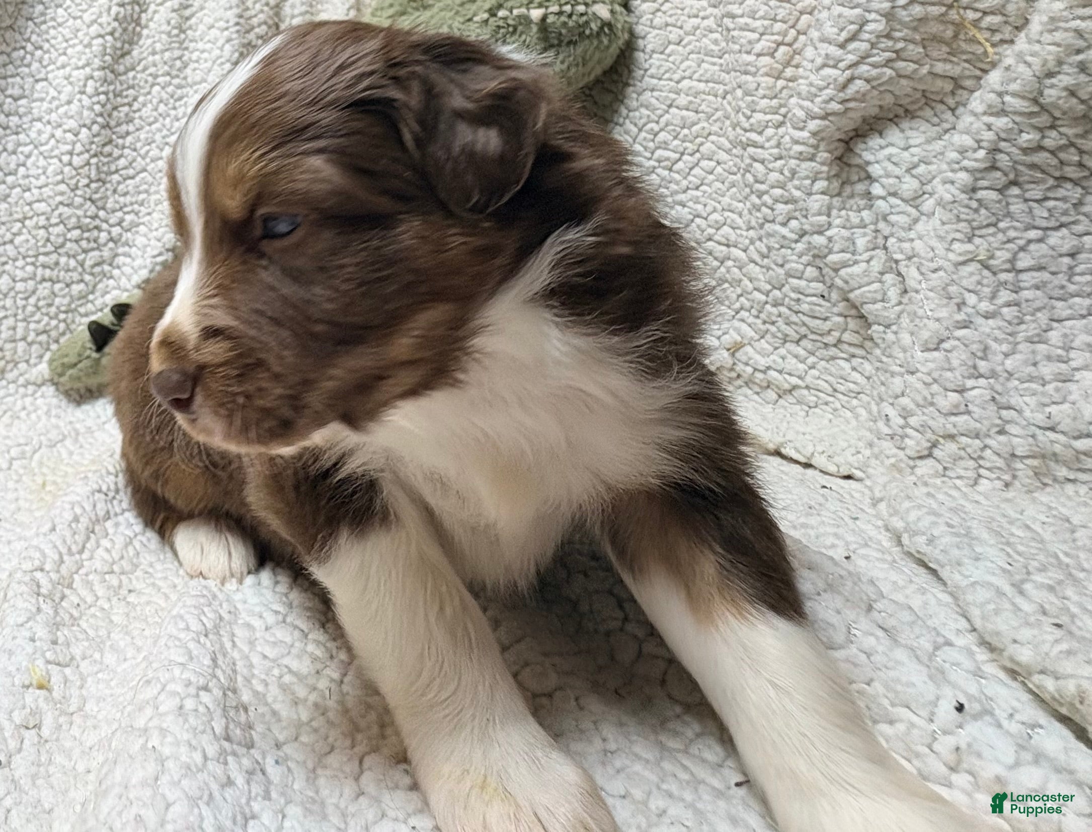 Australian Shepherd dogs Australian Shepherd Puppy 1 - Ad 28