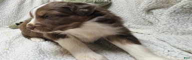 Australian Shepherd Puppy 1