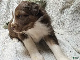 Australian Shepherd dogs Australian Shepherd Puppy 1 - Ad 17