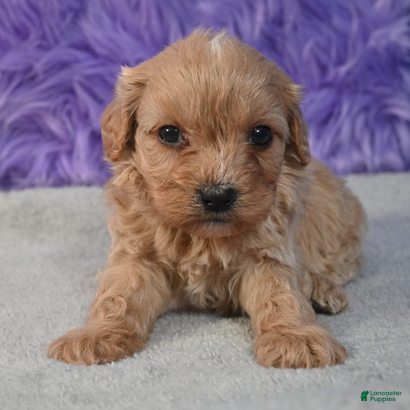 Cavapoo dogs for sale: Cavapoo 5 - Ad 2