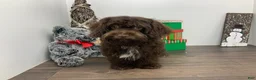 Shihpoo dogs for sale:  Tommy - Ad 5