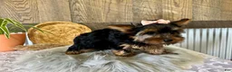 Yorkshire Terrier dogs for sale: Molly - Ad 4