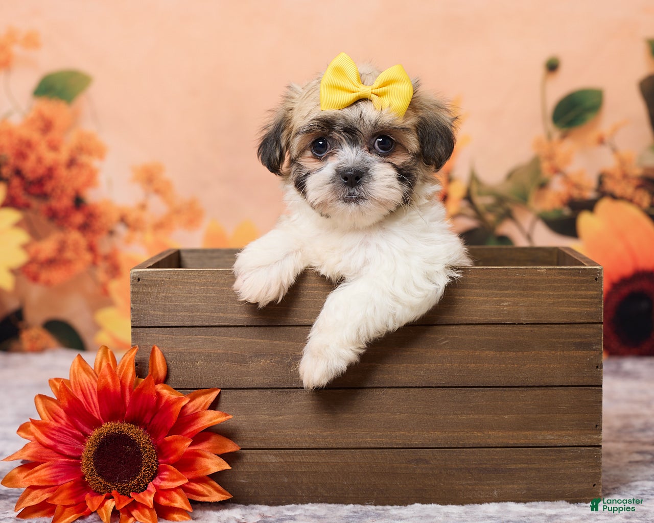 Tammie (Shichon, Female) in Baltic, OH