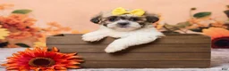 Teddy Bear dogs for sale: Tammie - Ad 1