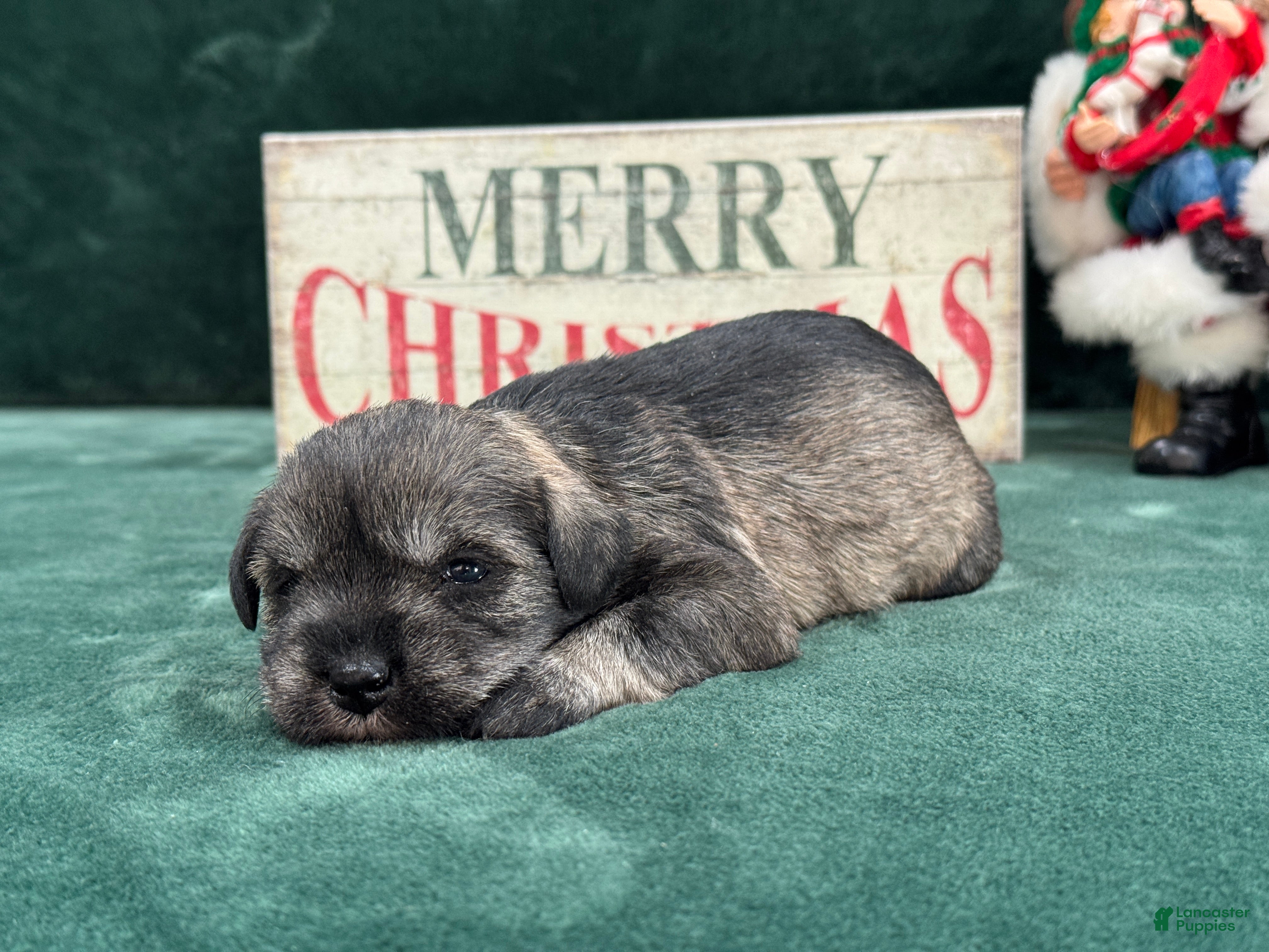 Miniature Schnauzer dogs Elsa Female 2 - Ad 3