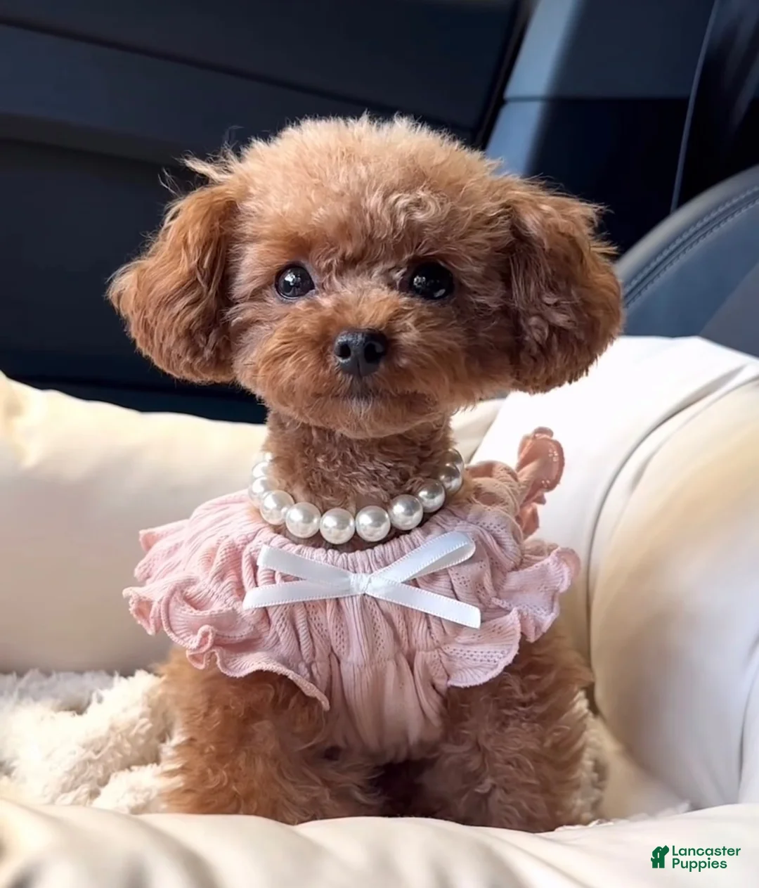 Maltipoo dogs for sale: Bonbon 🍬 - Ad 2
