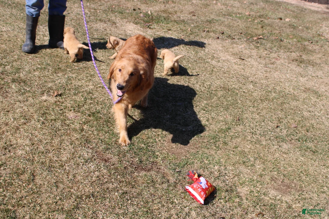 Golden Retriever dogs for sale: Teaspoon - Ad 2