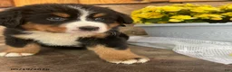 Bernese Mountain Dog dogs for sale: Candy - Ad 5