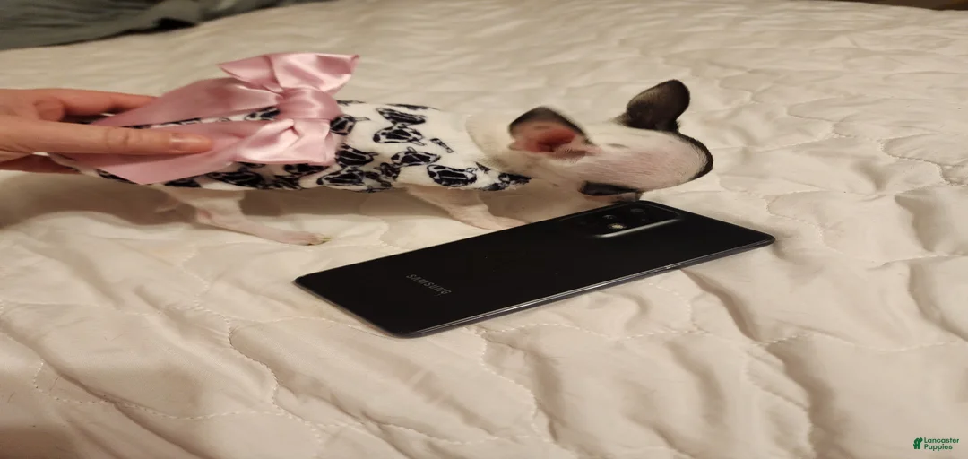 Gallery Image {{count}}