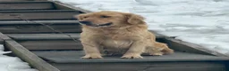 Golden Retriever dogs for sale: Hazel - Ad 2