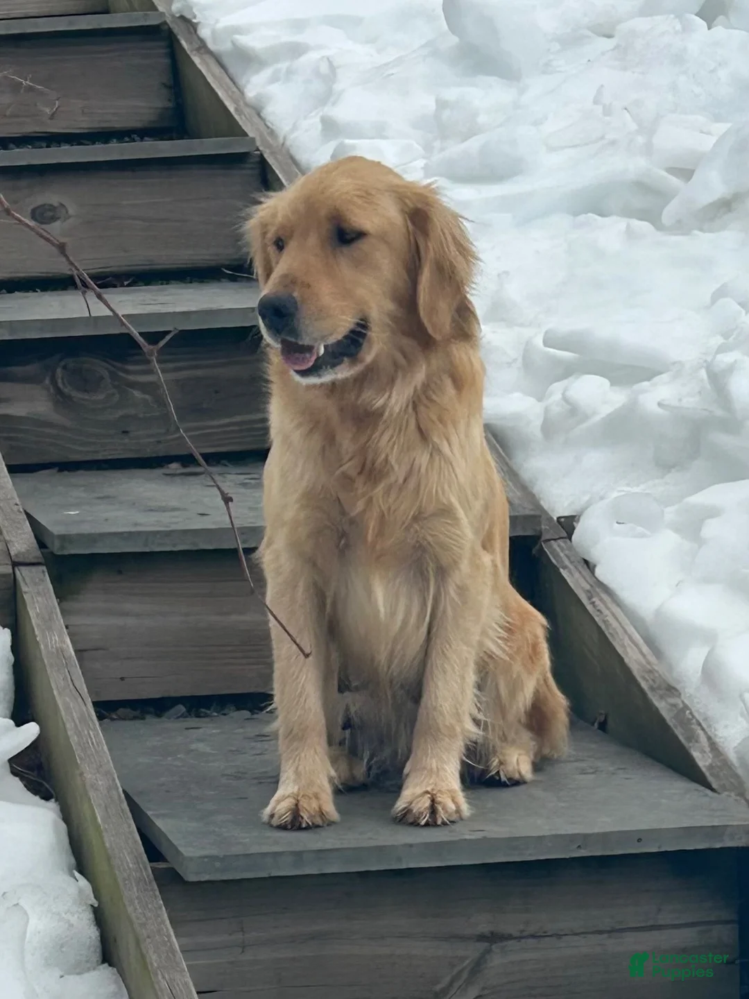 Golden Retriever dogs for sale: Hazel - Ad 2