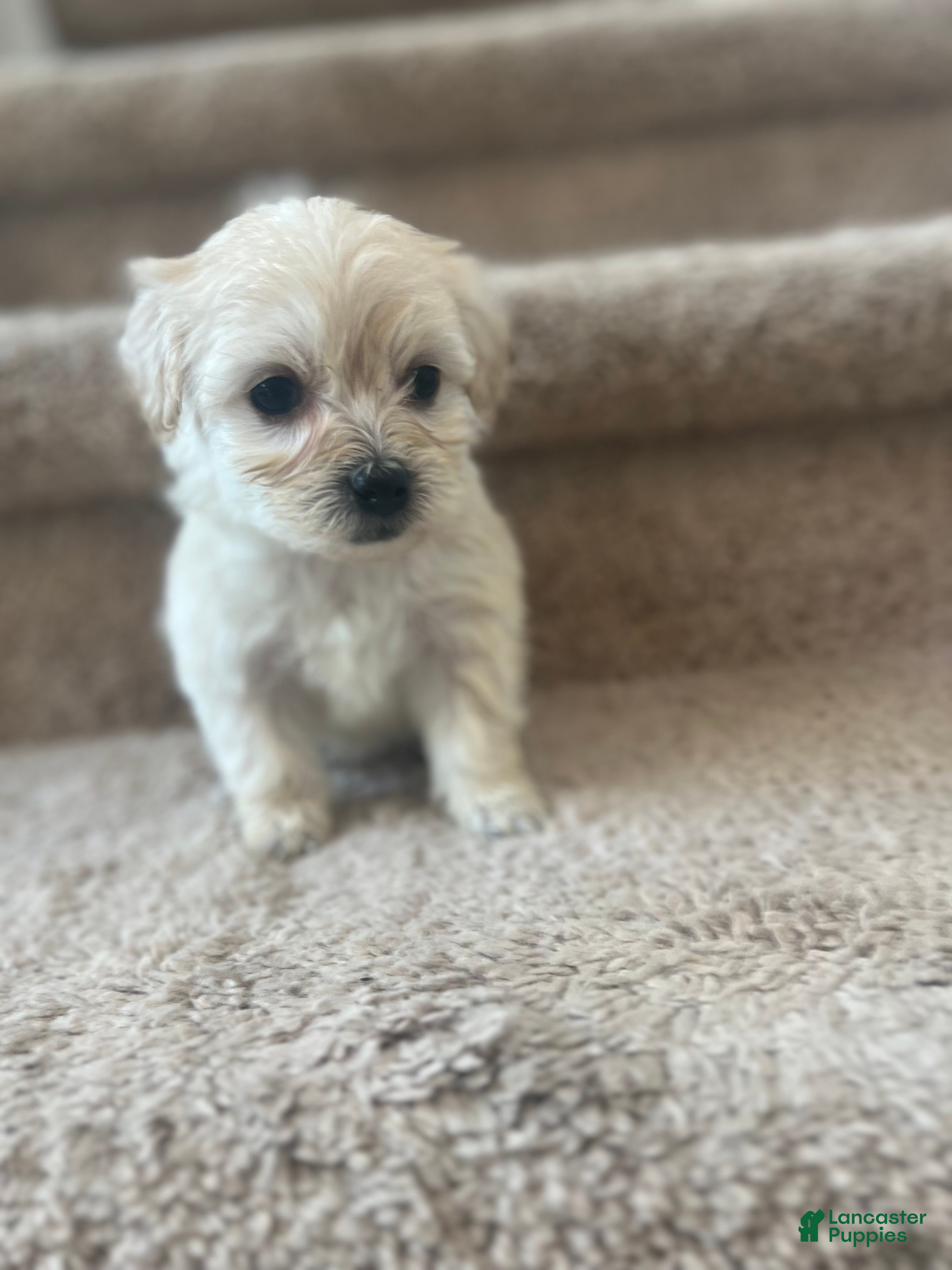 Maltipoo dogs Fluffy  - Ad 11