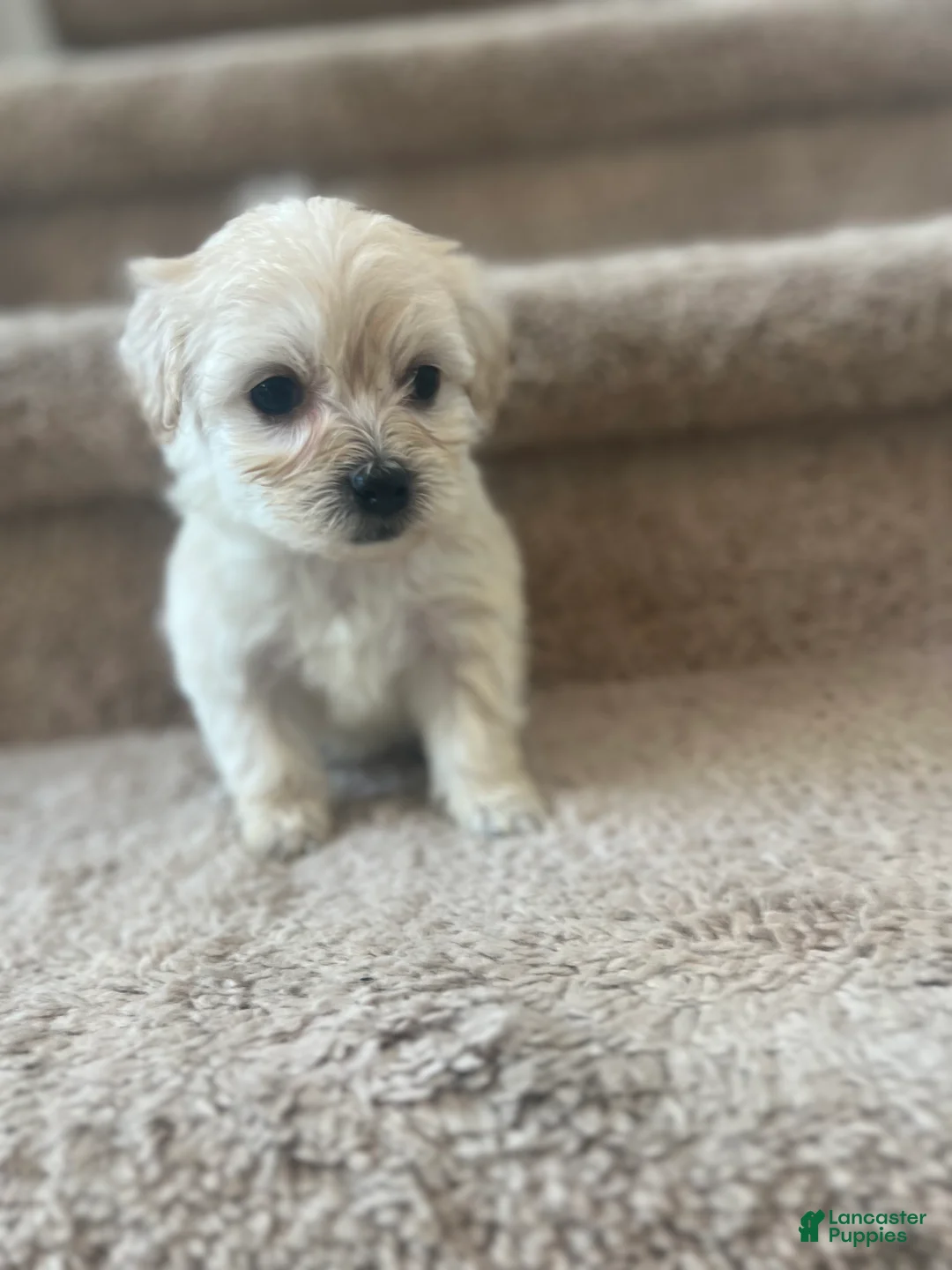 Maltipoo dogs for sale: Fluffy  - Ad 1