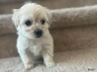 Maltipoo dogs Fluffy - Ad 11