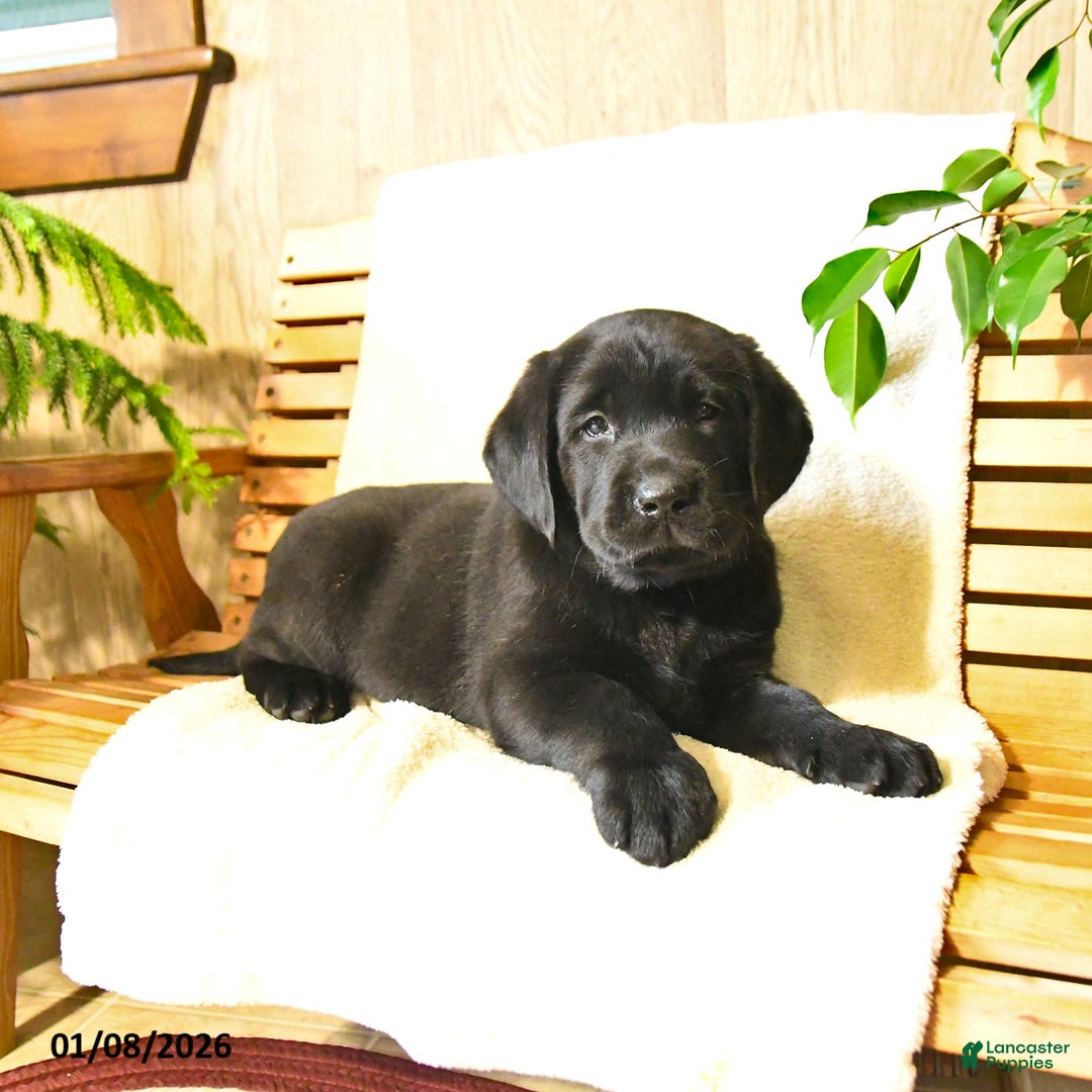 Labrador Retriever dogs for sale: Milo - Ad 3