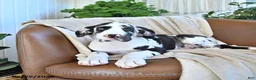 Great Dane dogs for sale: Bella   - Ad 4