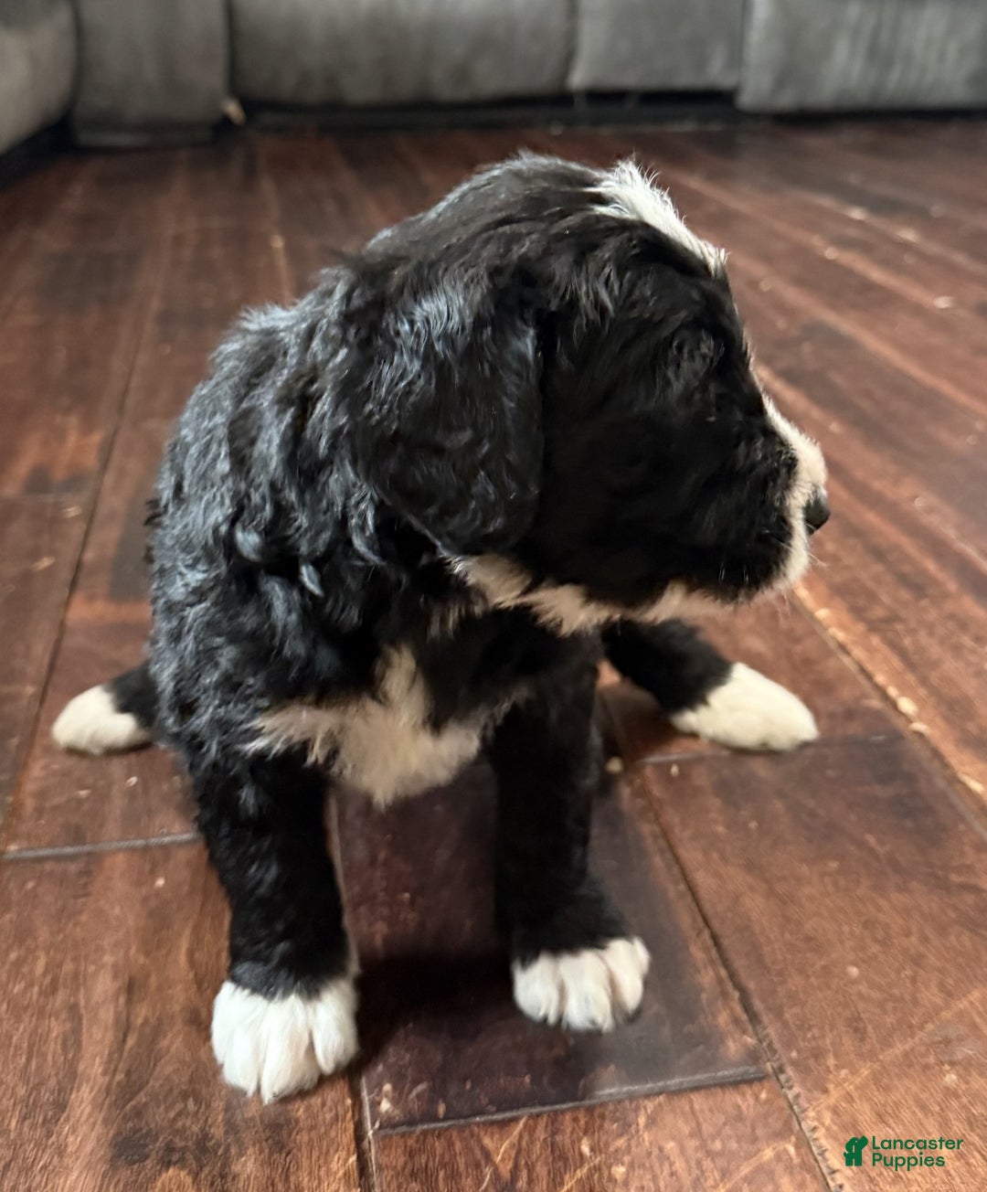 Bernedoodle dogs for sale: Max - Ad 5