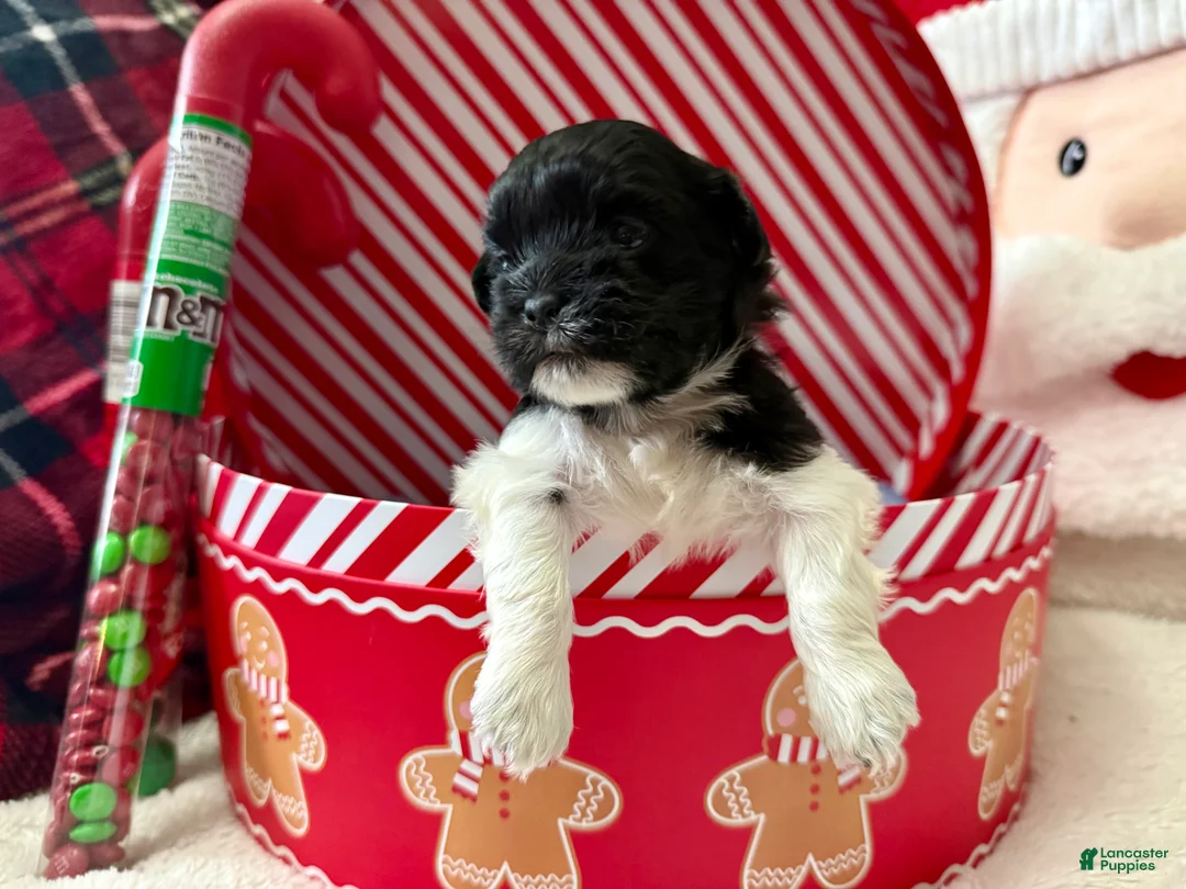 Shihpoo dogs for sale: Elphi - Ad 17