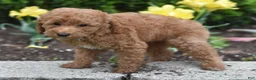 Miniature Poodle dogs for sale: Pickles - Ad 4