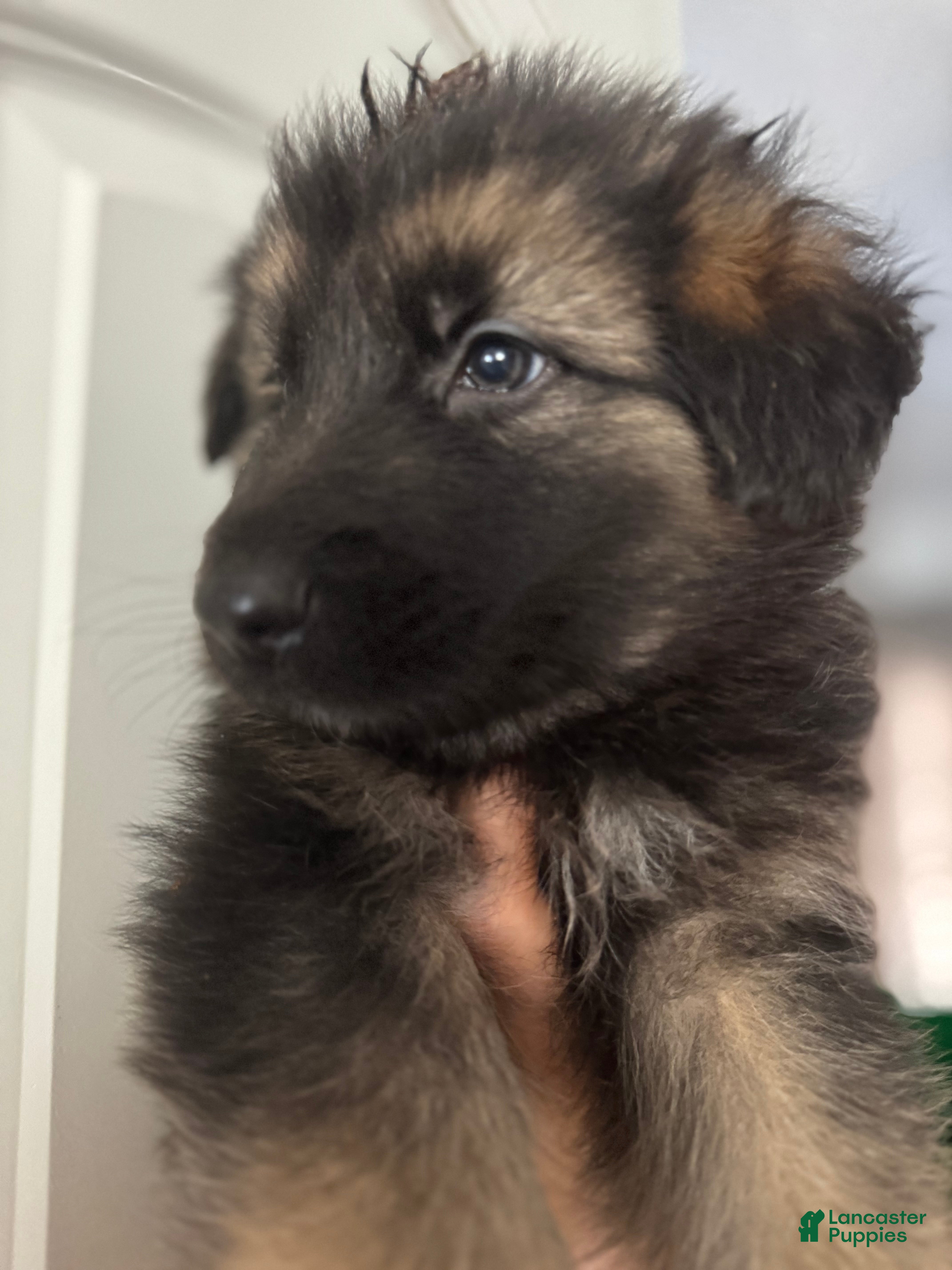 German Shepherd dogs Jerry - Ad 2