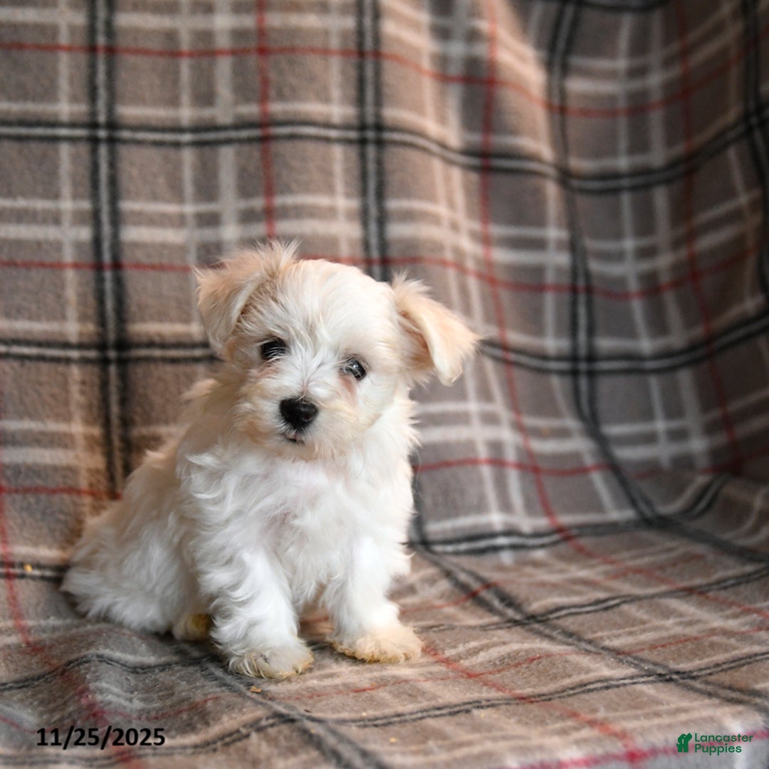 Maltese dogs for sale: Sprout - Ad 1