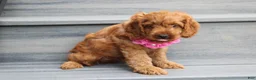 Cockapoo dogs for sale: Lyra - Ad 5