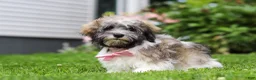 Havanese dogs for sale: Susie - Ad 5