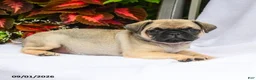 Pug dogs for sale: Riley - Ad 3