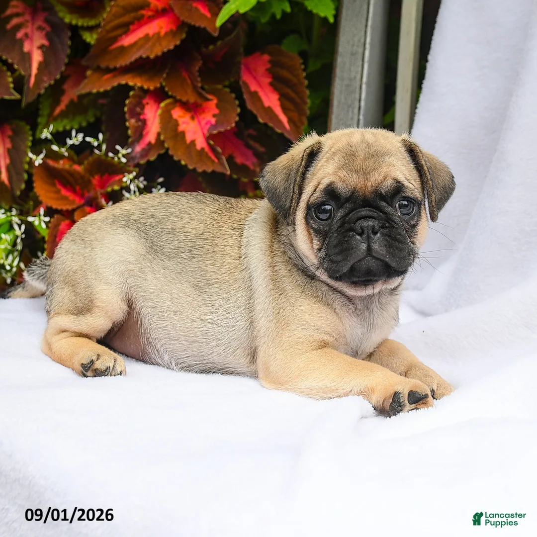 Pug dogs for sale: Riley - Ad 3