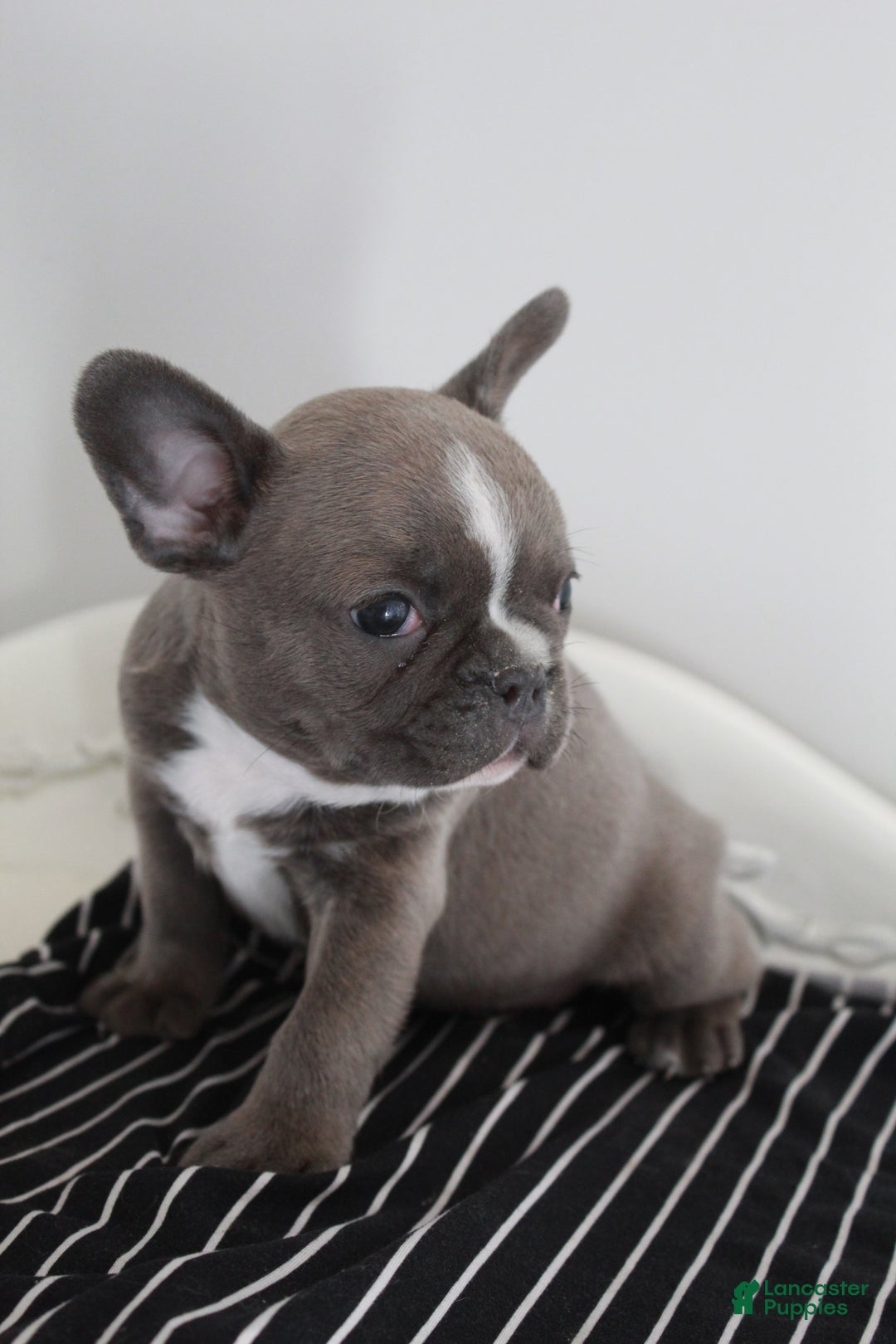 Frenchton dogs for sale: Bella  - Ad 14