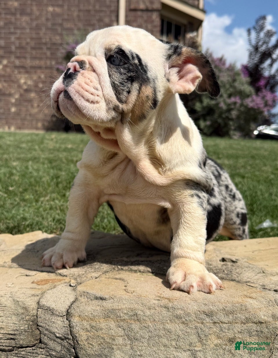 English Bulldog dogs Yoshi  - Ad 2