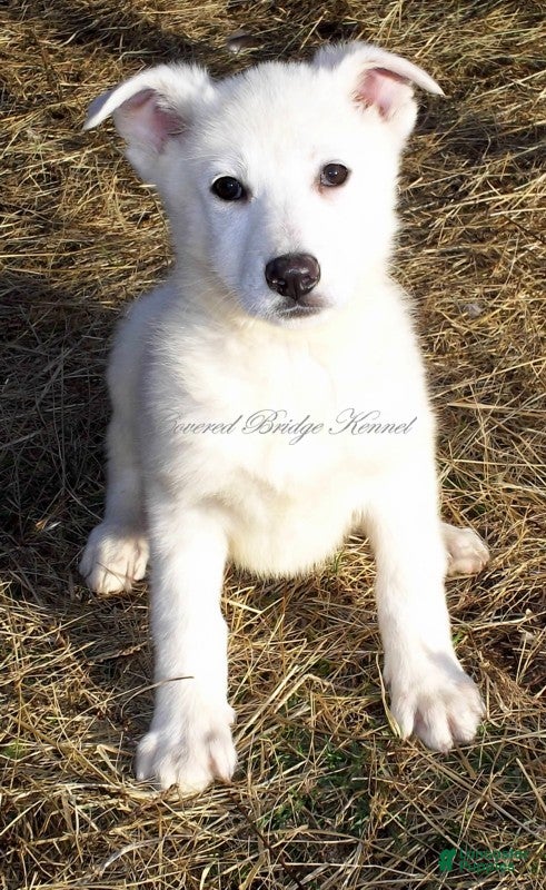 German Shepherd dogs Cool - Ad 22