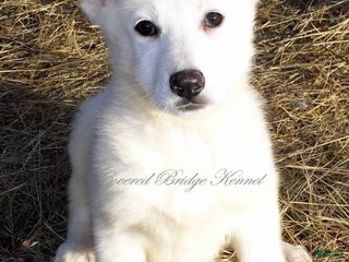 German Shepherd dogs Cool - Ad 42