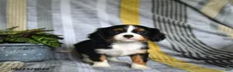 Cavalier King Charles Spaniel dogs for sale: Julies - Ad 1