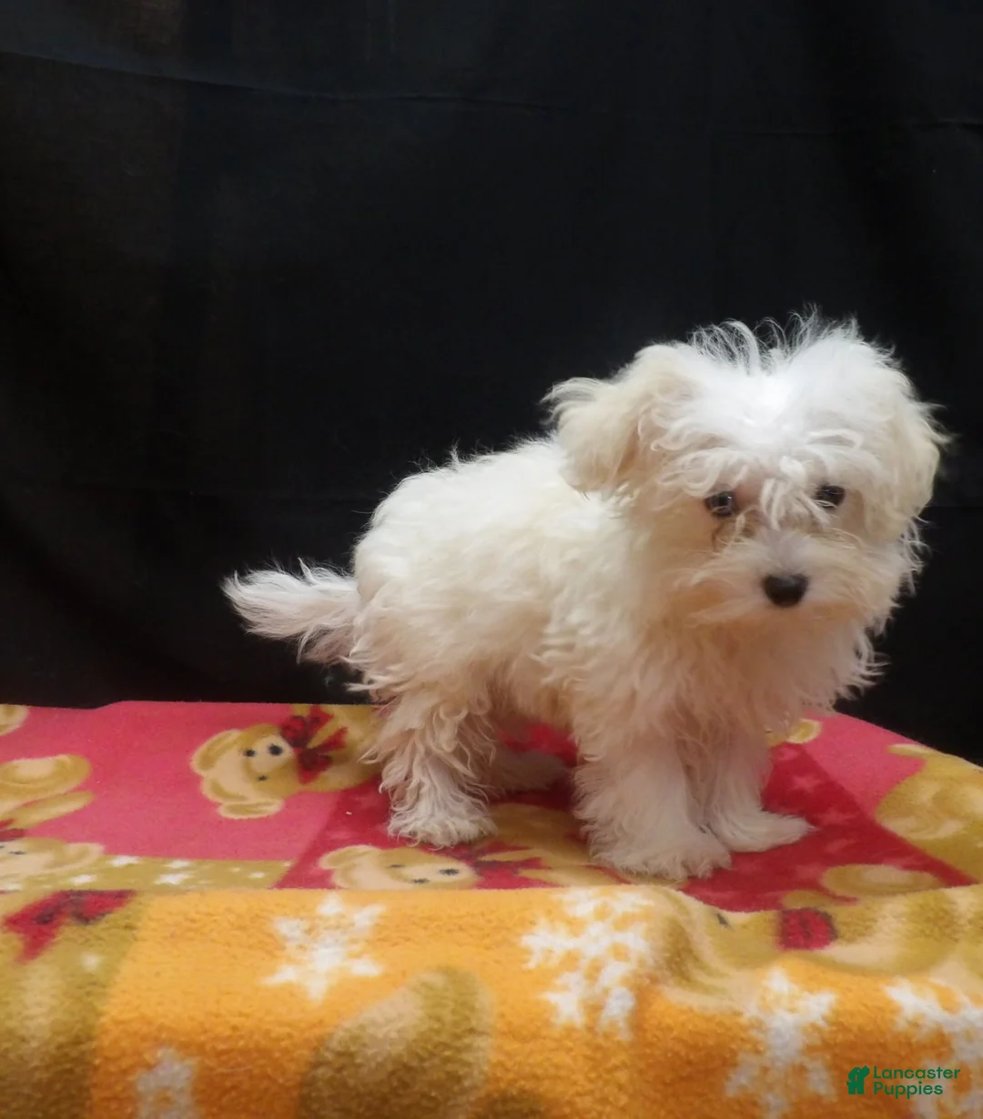 Maltipoo dogs for sale: Saint - Ad 6