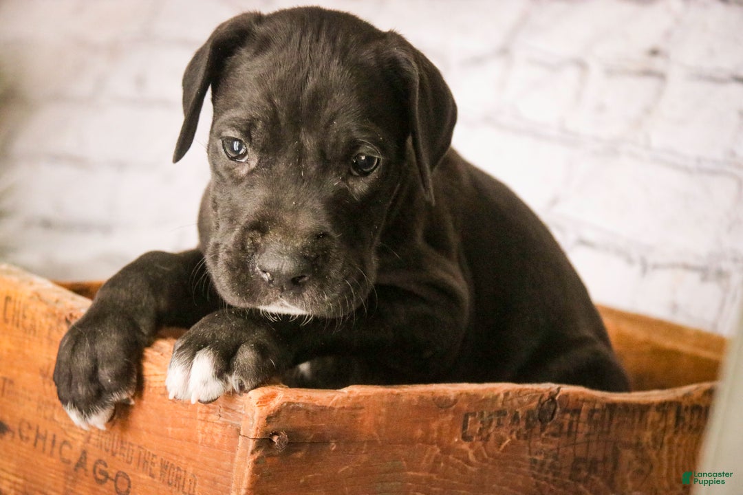 Great Dane dogs for sale: Henry - Ad 2