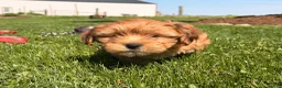 Shorkie dogs for sale: Peter Pan  - Ad 4