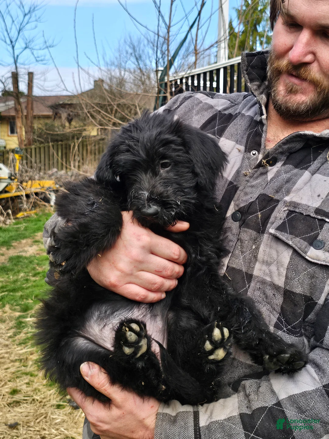 Mixed Breed dogs for sale: Daisy - Ad 2