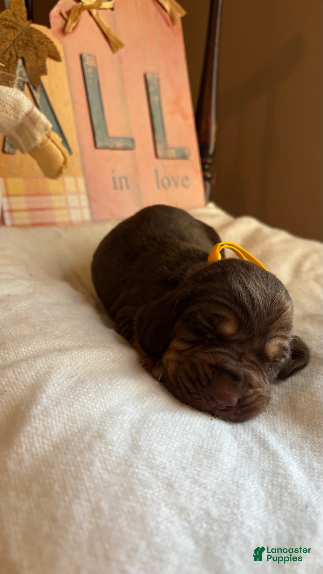 Bloodhound dogs for sale: Yellow collar female  - Ad 2
