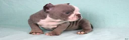 American Bully dogs for sale: Lilac/White Male - Ad 2