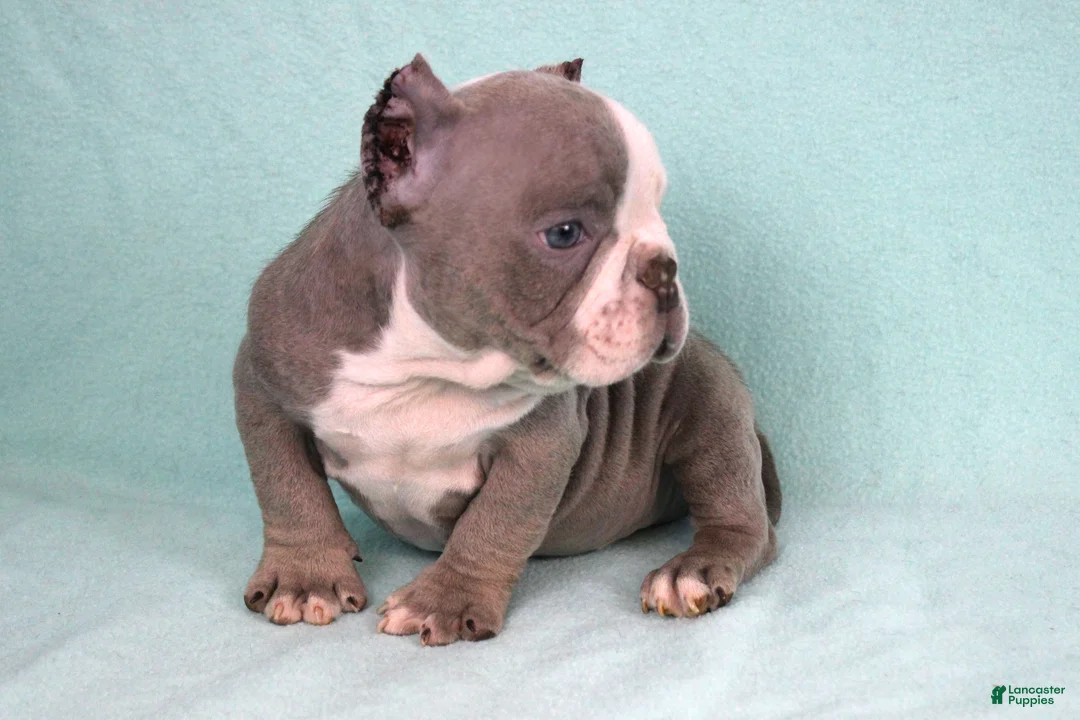 American Bully dogs for sale: Lilac/White Male - Ad 2