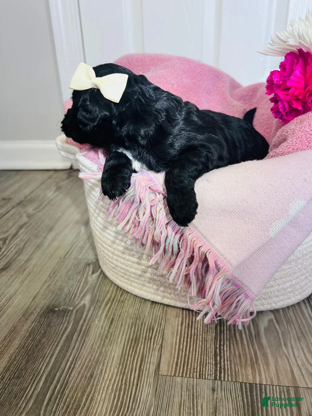 Miniature Poodle dogs for sale: Miniature Poodle Puppy 3 - Ad 6