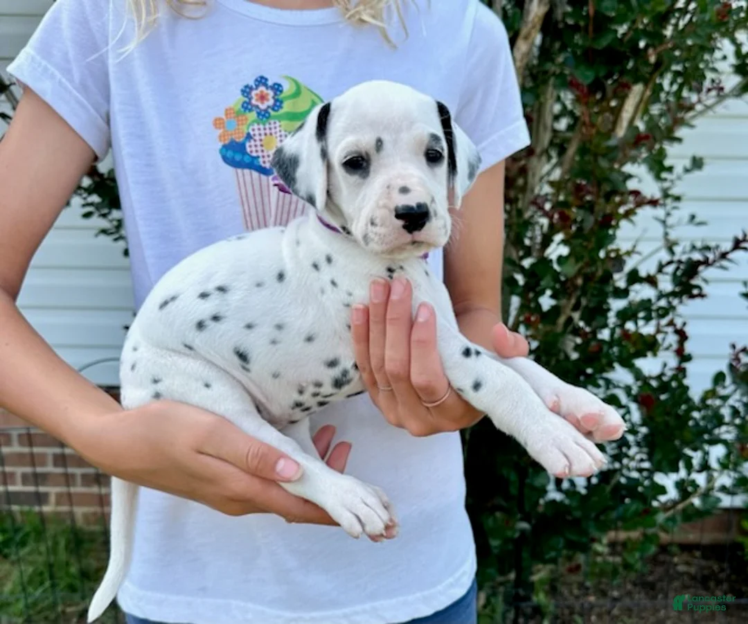 Dalmatian dogs for sale: Magenta - Ad 1