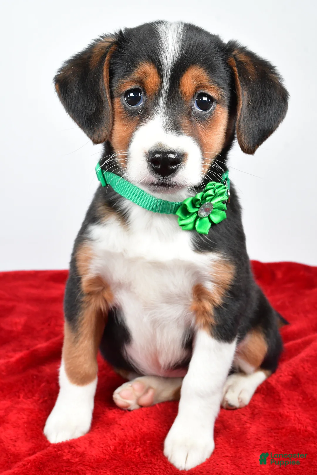 Mixed Breed dogs for sale: Tiffany - Ad 9